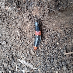 Platydracus phoenicurus