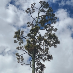 Agave cordillerensis