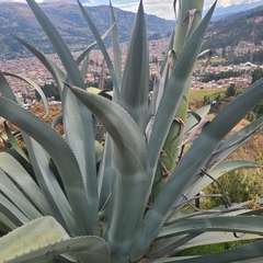 Agave cordillerensis