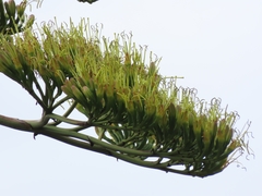 Agave cordillerensis