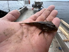 Myoxocephalus