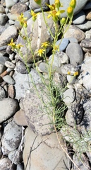 Senecio flaccidus douglasii
