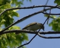Vireo olivaceus