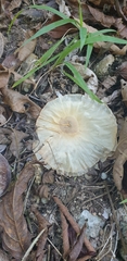Aspidosperma