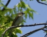 Vireo olivaceus
