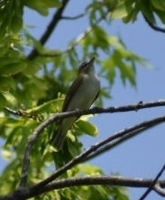 Vireo olivaceus