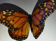 Danaus erippus