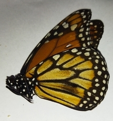 Danaus erippus