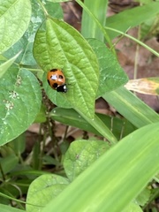 Coccinella septempunctata