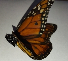 Danaus erippus