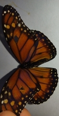 Danaus erippus