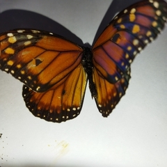 Danaus erippus