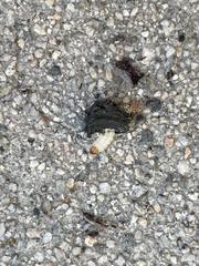 Tegeticula maculata