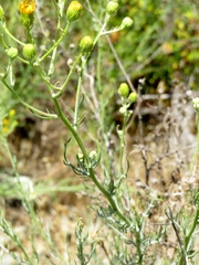 Senecio flaccidus douglasii