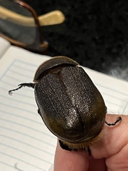 Dynastes septentrionalis