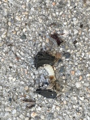 Tegeticula maculata