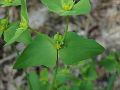 Euphorbia taurinensis