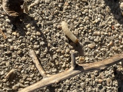 Tegeticula maculata