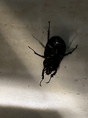 Dynastes septentrionalis