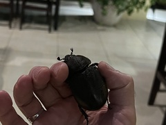 Dynastes septentrionalis