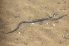 Nerodia taxispilota
