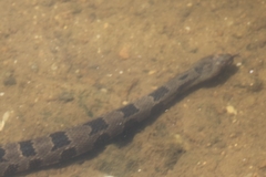 Nerodia taxispilota