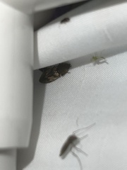 Stropenron hieroglyphica