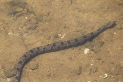 Nerodia taxispilota