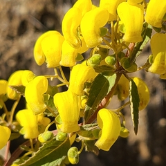 Calceolaria