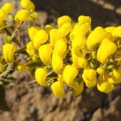Calceolaria