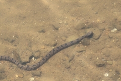 Nerodia taxispilota