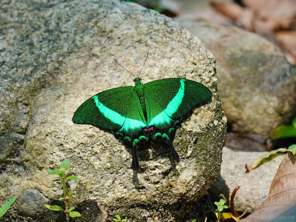 翠叶凤蝶,Papilio palinurus