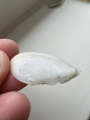 Ardeamya spenceri