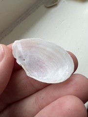 Ardeamya spenceri