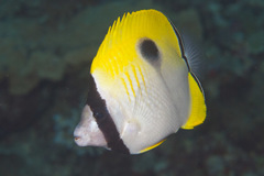 Chaetodon unimaculatus