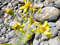 Senecio flaccidus douglasii