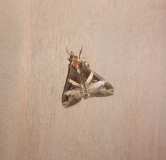 Melipotis nigrobasis