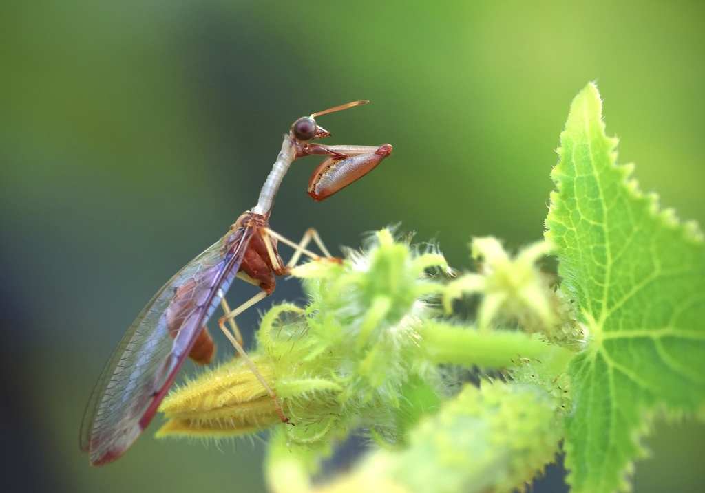 Four-spotted Mantisfly