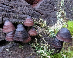 Mycena nargan