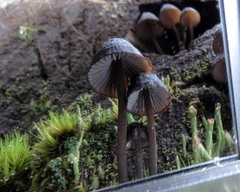 Mycena nargan