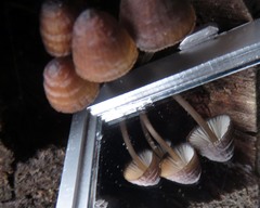 Mycena nargan