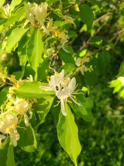 Lonicera maackii