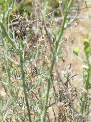 Senecio flaccidus douglasii