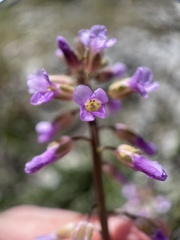 Boechera sparsiflora