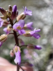 Boechera sparsiflora
