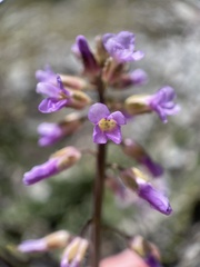 Boechera sparsiflora