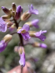 Boechera sparsiflora