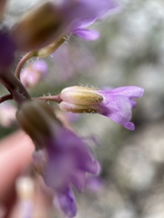 Boechera sparsiflora