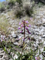 Boechera sparsiflora