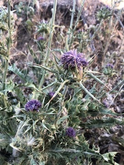 Silybum marianum
